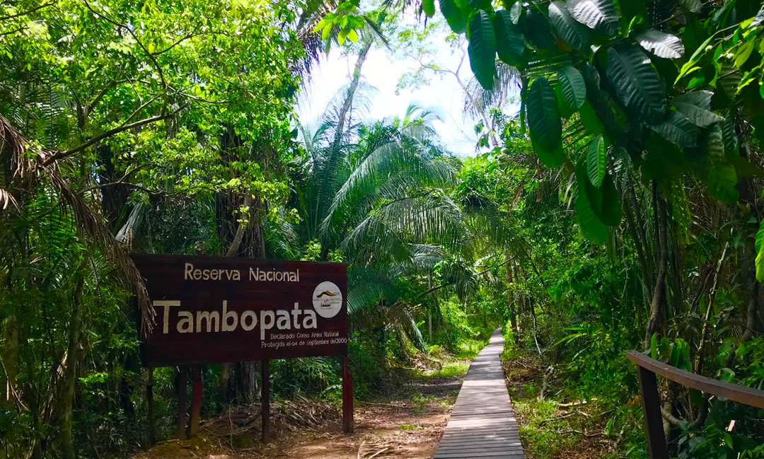 Descubriendo la Amazonía: Guía de Lodges y Aventura en la Reserva Nacional Tambopata
